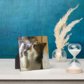Shetland Sheepdog Begging Fotoplatte (InSitu)