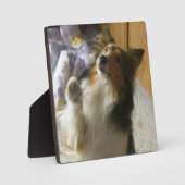 Shetland Sheepdog Begging Fotoplatte (Vorderseite)