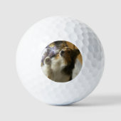 Shetland Sheepdog bettelt Golfball (Vorderseite)