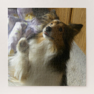 Shetland Sheepdog Bettelt Puzzle