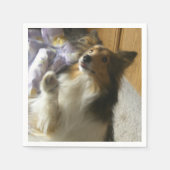 Shetland Sheepdog Bettelt Serviette (Vorderseite)