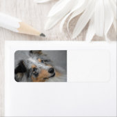 Shetland Sheepdog Blau Tri (Insitu)