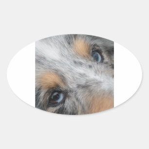 Shetland Sheepdog Blue Merle Eyes Ovaler Aufkleber