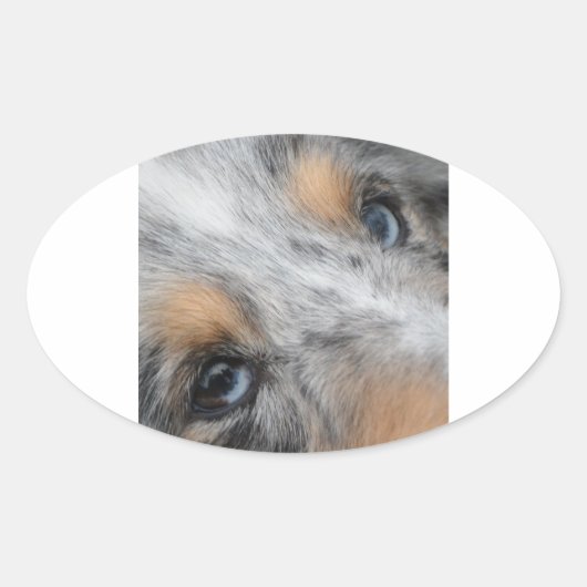 Shetland Sheepdog Blue Merle Eyes Ovaler Aufkleber (Vorderseite)