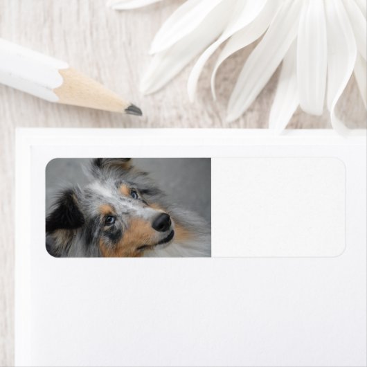 Shetland Sheepdog Blue Tri (Insitu)