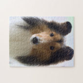 Shetland Sheepdog Foto Jigsaw Puzzle (Horizontal)