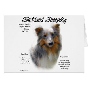 Shetland Sheepdog Geschichtsdesign
