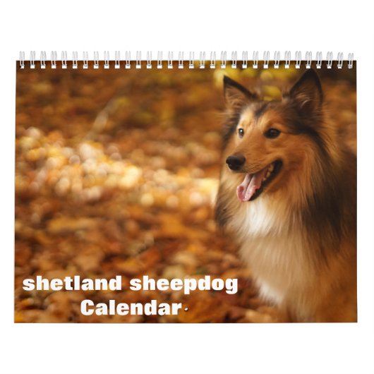 Shetland Sheepdog-Kalender 2025 Kalender (Titelbild)