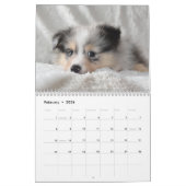 Shetland Sheepdog-Kalender 2025 Kalender (Feb 2026)
