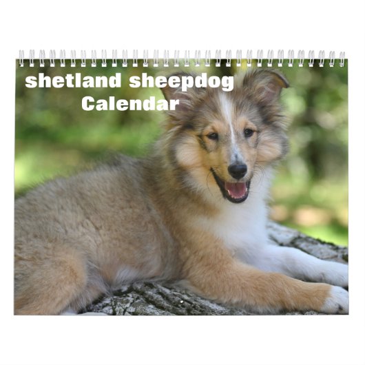Shetland Sheepdog-Kalender 2025 Kalender (Titelbild)