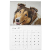 Shetland Sheepdog-Kalender 2025 Kalender (Jan 2027)