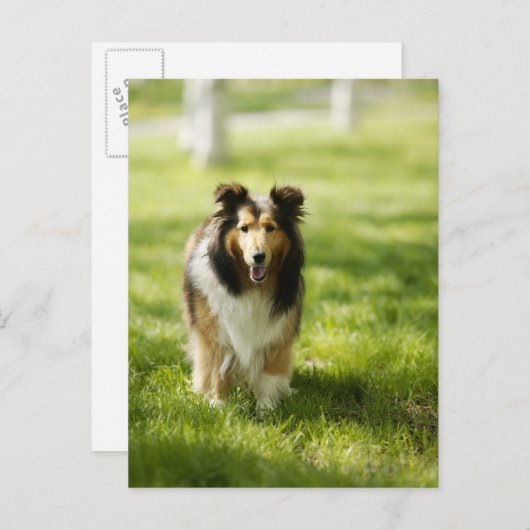 Shetland Sheepdog läuft auf dem Gras Postkarte (Vorne/Hinten)