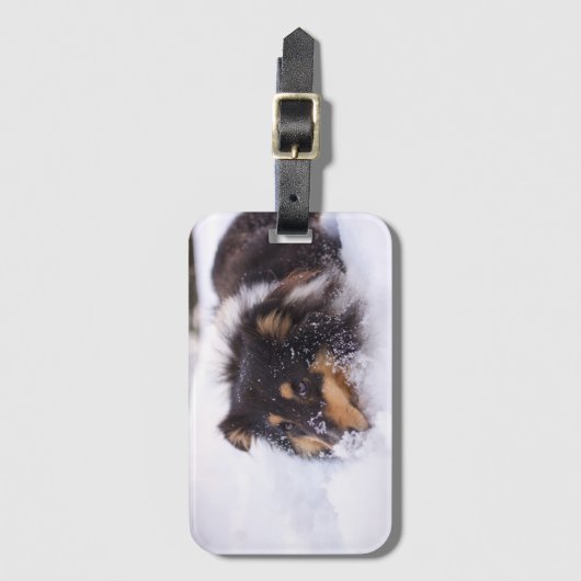 Shetland Sheepdog Laying In Snow Gepäckanhänger (Vorderseite Vertikal)