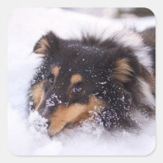 Shetland Sheepdog Laying In Snow Quadratischer Aufkleber