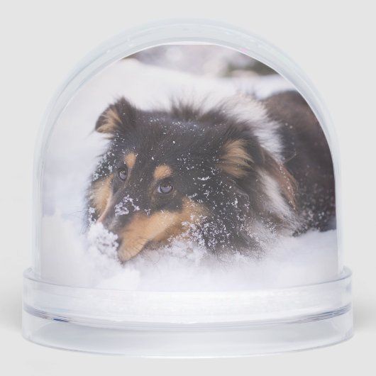Shetland Sheepdog Laying In Snow Schneekugeln (Vorderseite)