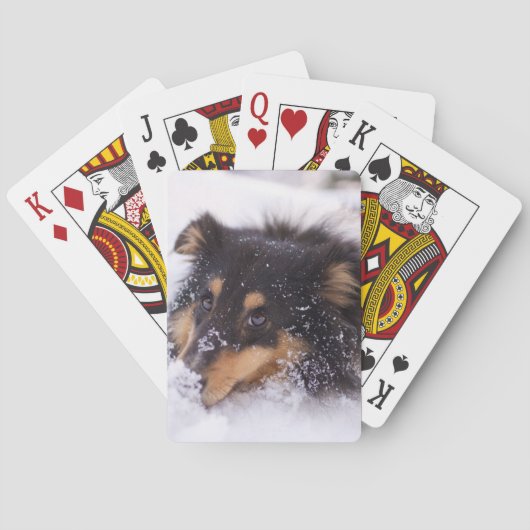 Shetland Sheepdog Laying In Snow Spielkarten (Rückseite)