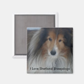 Shetland Sheepdog Magnet (Vorderseite/Rückseite)