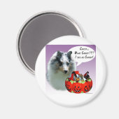 Shetland Sheepdog (Merle) HalloweenCandy Magnet (Vorderseite/Rückseite)