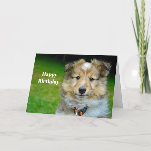 Shetland Sheepdog Niedliches Foto Geburtstag Karte (Vorderseite)