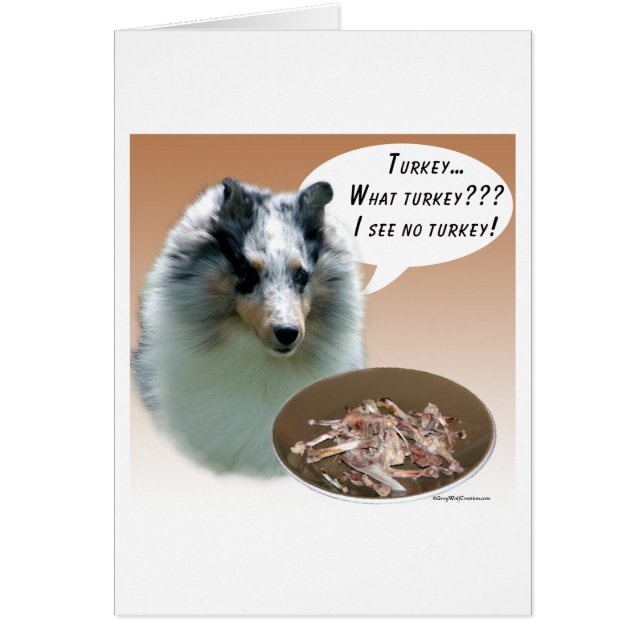 Shetland Sheepdog (nur) Türkei (Vorne)
