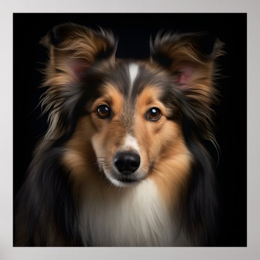 Shetland Sheepdog Poster (Vorne)