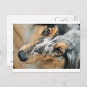 Shetland Sheepdog Postkarte (Vorne/Hinten)