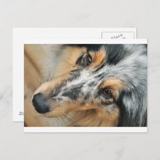 Shetland Sheepdog Postkarte (Vorne/Hinten)