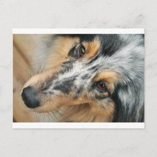 Shetland Sheepdog Postkarte