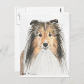 Shetland Sheepdog Postkarte (Vorne/Hinten)