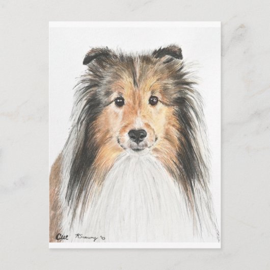 Shetland Sheepdog Postkarte (Vorderseite)