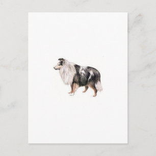 Shetland Sheepdog Postkarte