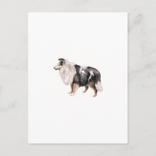 Shetland Sheepdog Postkarte (Vorderseite)