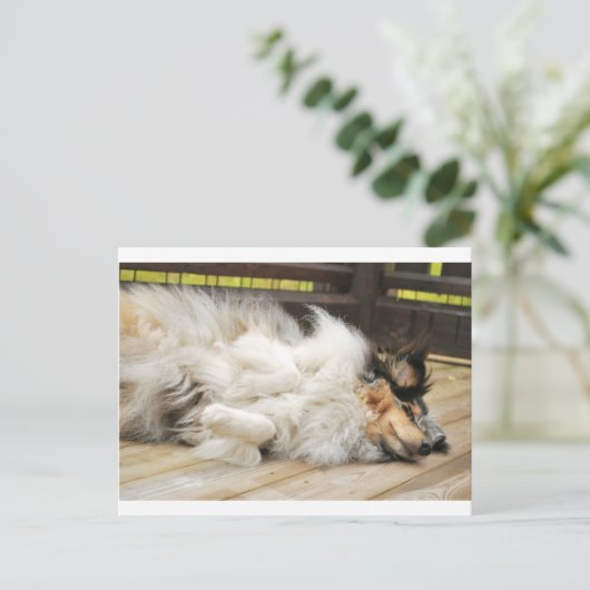 Shetland Sheepdog Postkarte (Stehend Vorderseite)