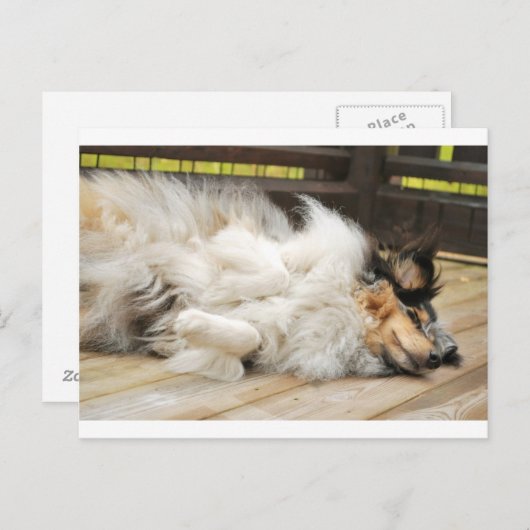 Shetland Sheepdog Postkarte (Vorne/Hinten)