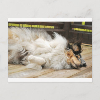 Shetland Sheepdog Postkarte