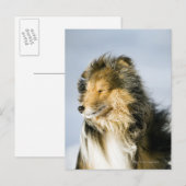 Shetland Sheepdog Postkarte (Vorne/Hinten)