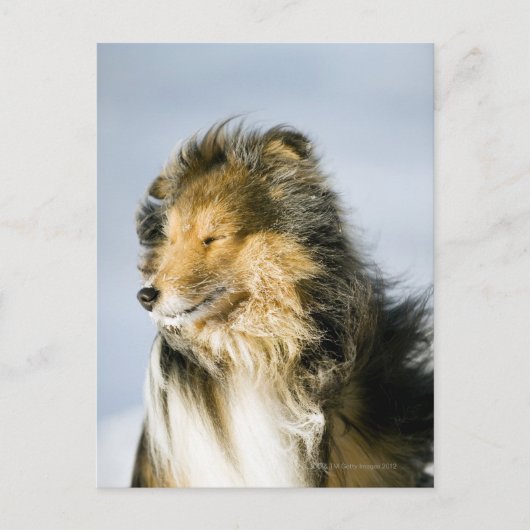 Shetland Sheepdog Postkarte (Vorderseite)