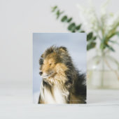 Shetland Sheepdog Postkarte (Stehend Vorderseite)