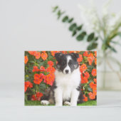 Shetland Sheepdog Postkarte (Stehend Vorderseite)
