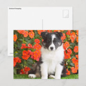 Shetland Sheepdog Postkarte (Vorne/Hinten)