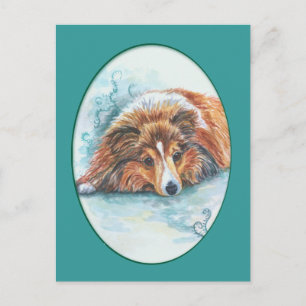 Shetland Sheepdog Postkarten