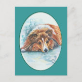 Shetland Sheepdog Postkarten (Vorderseite)