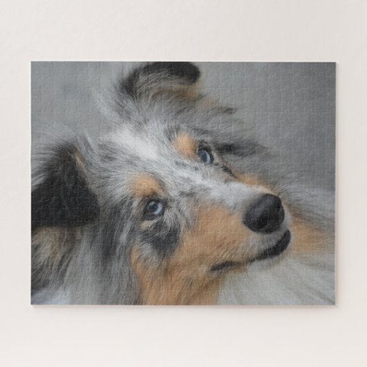 Shetland Sheepdog Puzzle. Puzzle (Horizontal)