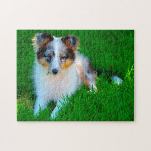 Shetland Sheepdog Puzzle. Puzzle