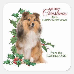 Shetland Sheepdog Red Berry Holly Christmas Quadratischer Aufkleber