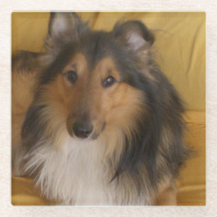 Shetland_Sheepdog Schwarz-weiß Glasuntersetzer