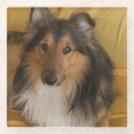 Shetland_Sheepdog Schwarz-weiß Glasuntersetzer (Vorderseite)