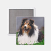 Shetland Sheepdog Sheltie Geschenke Magnet (Vorderseite/Rückseite)