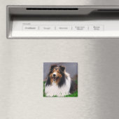 Shetland Sheepdog Sheltie Geschenke Magnet (In Situ (Geschirrspüler))