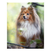 Shetland Sheepdog Sheltie kleiner Hund im Wald Jig Fotodruck (Vorne)